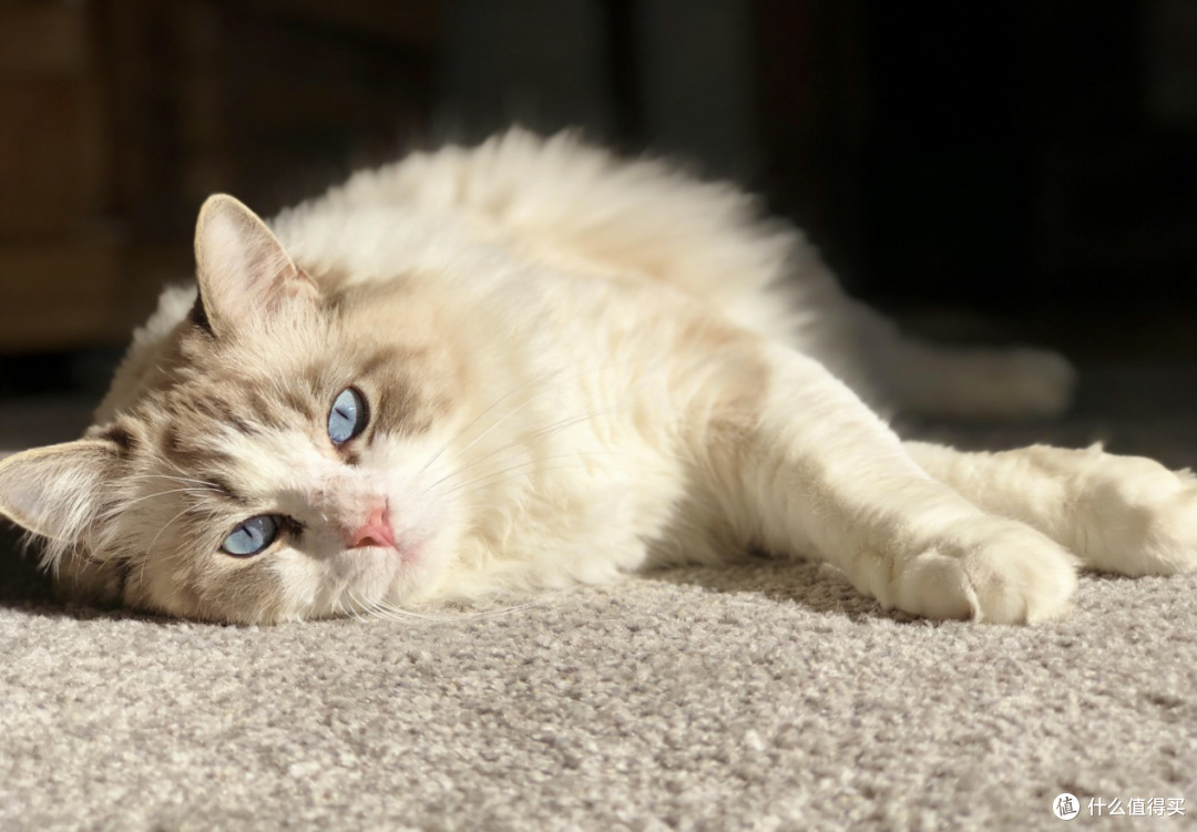 猫咪肠胃不好怎么选猫粮?凯锐思金爪 vs 纯福 vs 皇家,选哪款?