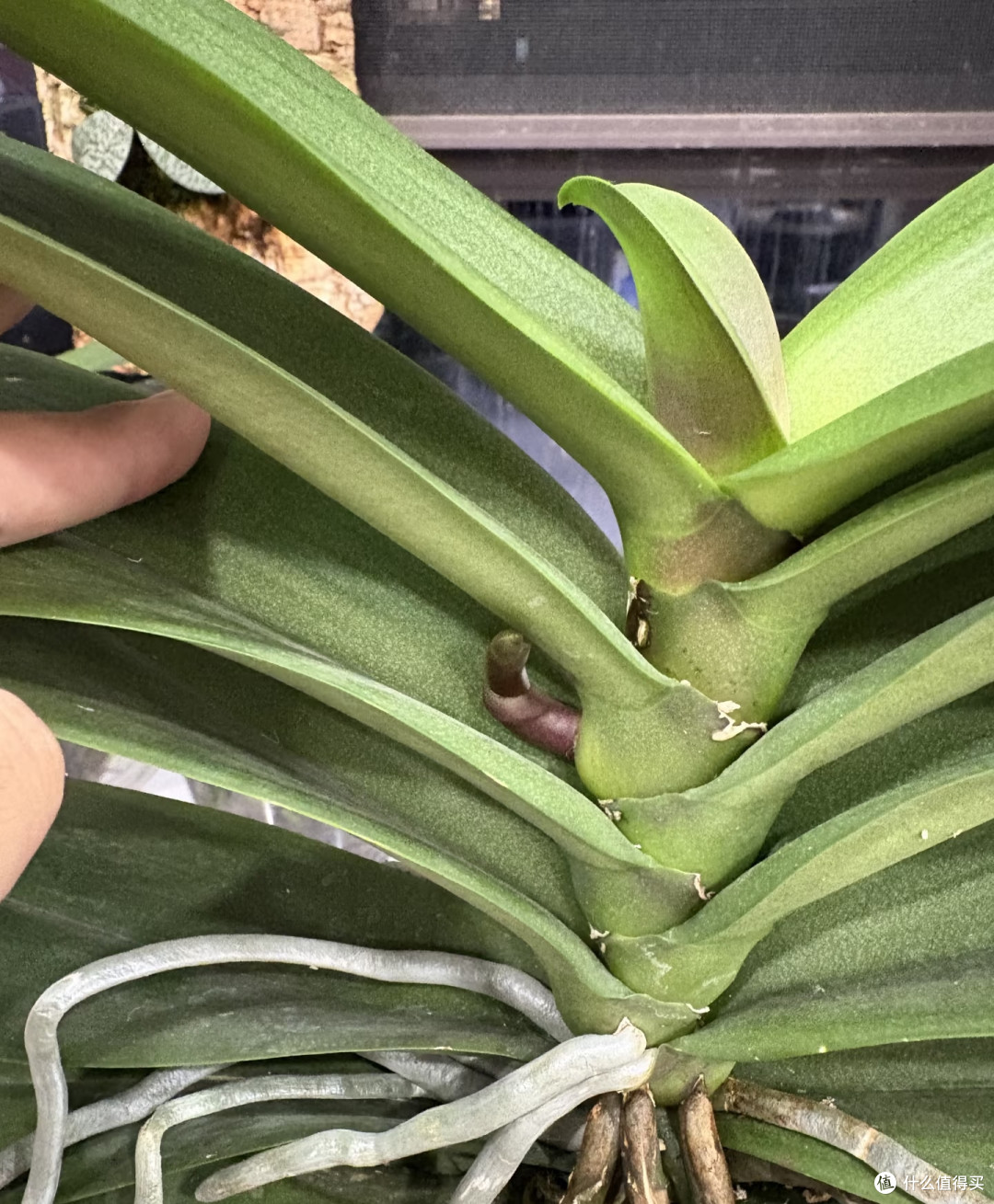蝴蝶兰爆箭靠的不是肥料多，而是这3样
