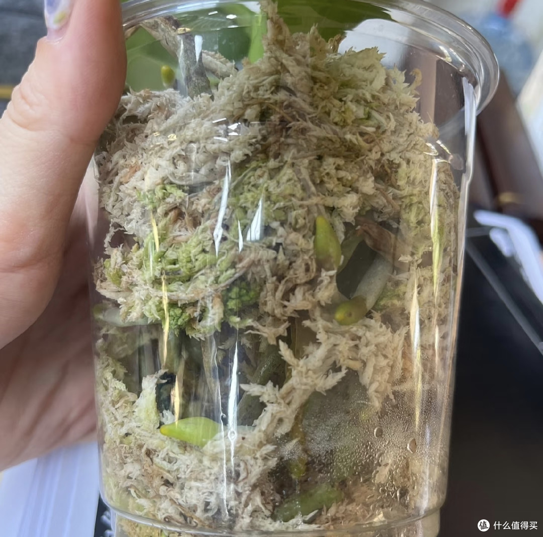 蝴蝶兰爆箭靠的不是肥料多，而是这3样