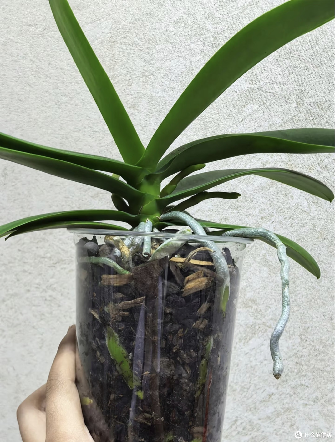 蝴蝶兰爆箭靠的不是肥料多，而是这3样