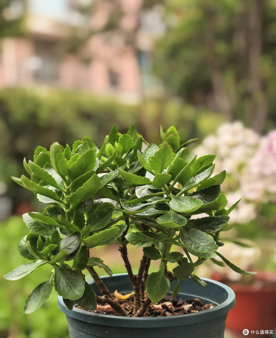 霜降后，赶紧给这几种花“埋一次肥”，越埋长得越好