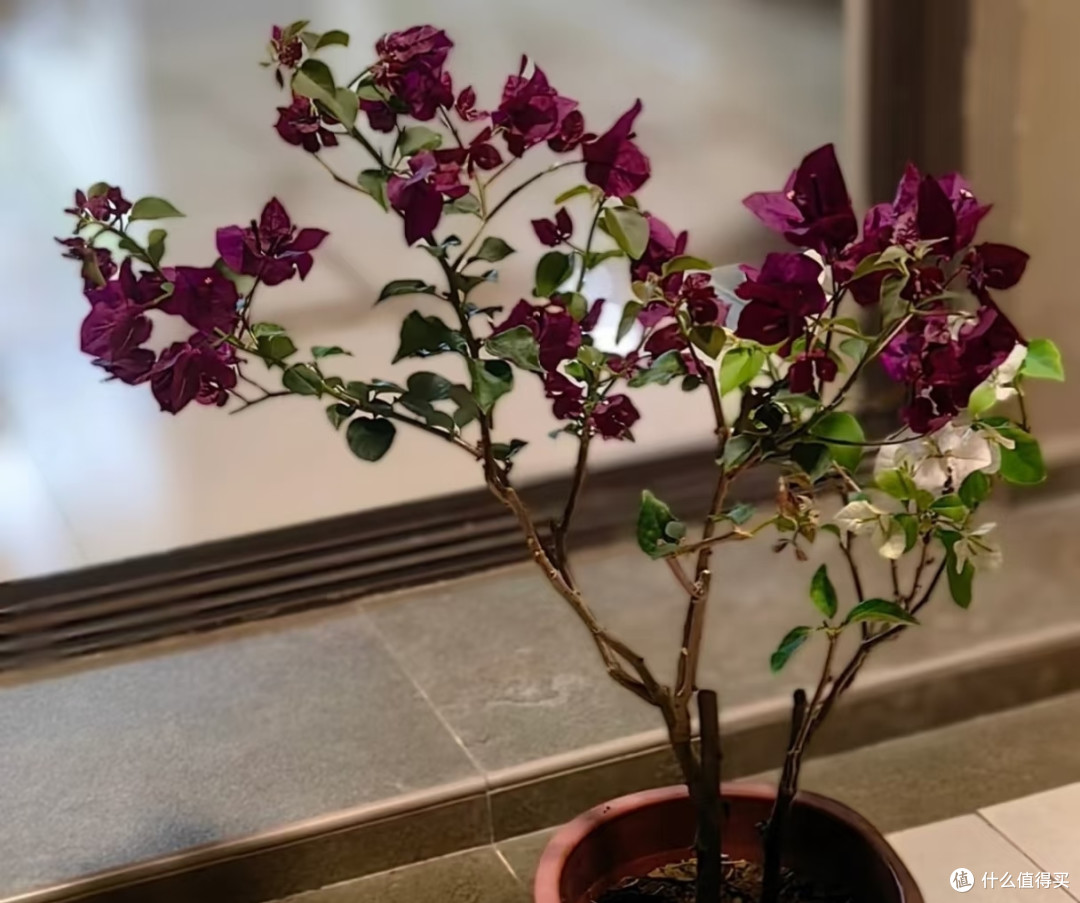 霜降后，赶紧给这几种花“埋一次肥”，越埋长得越好