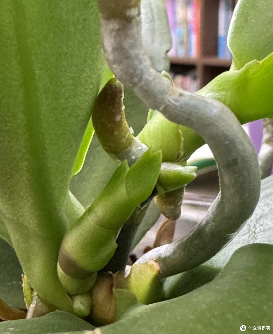 霜降后，赶紧给这几种花“埋一次肥”，越埋长得越好