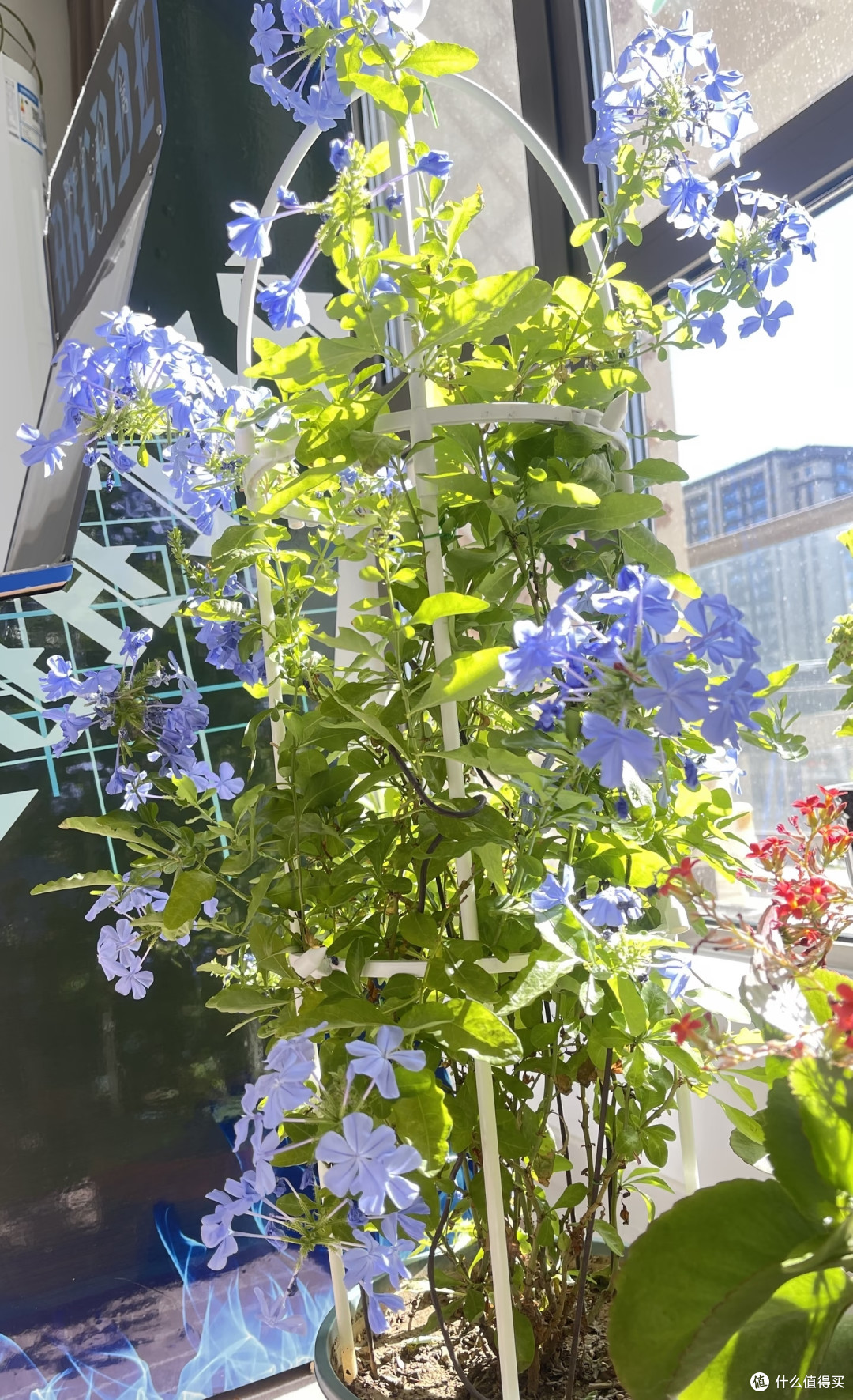 霜降后，赶紧给这几种花“埋一次肥”，越埋长得越好