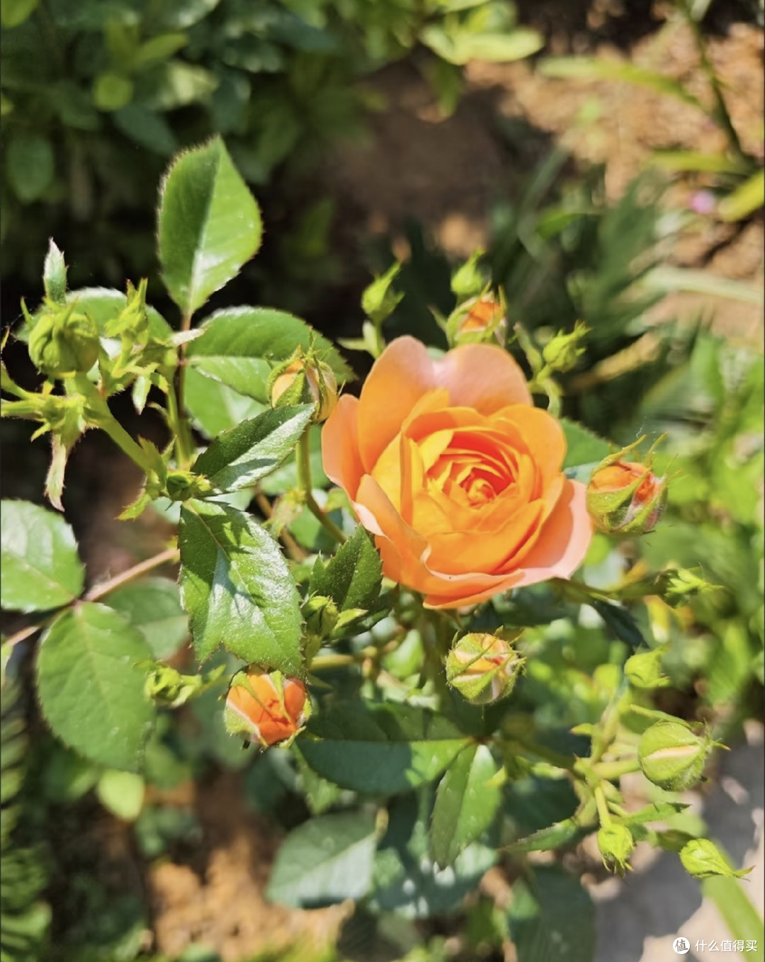 霜降后，赶紧给这几种花“埋一次肥”，越埋长得越好