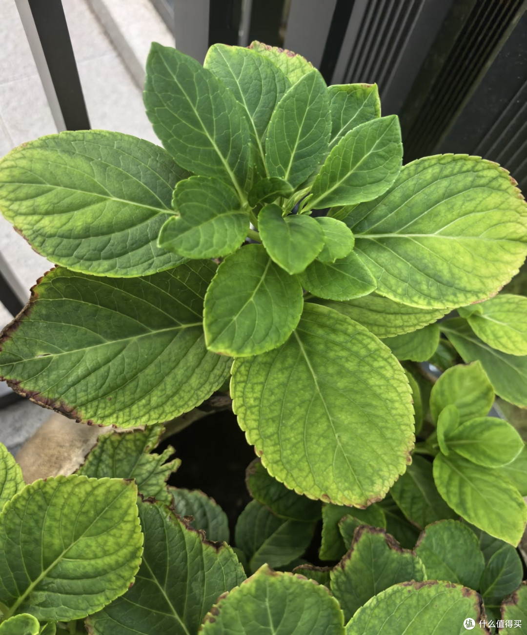 霜降后，赶紧给这几种花“埋一次肥”，越埋长得越好