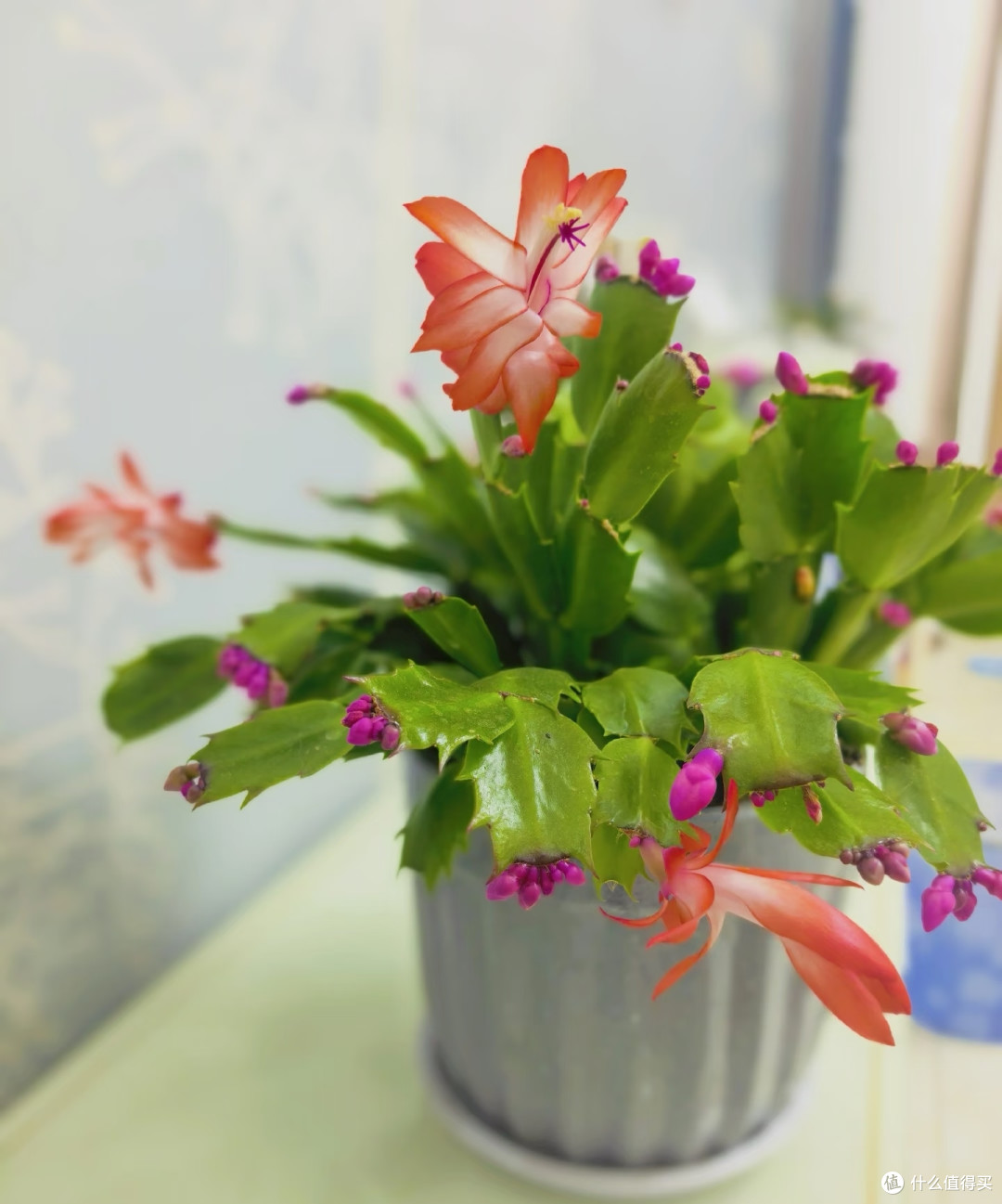 霜降后，赶紧给这几种花“埋一次肥”，越埋长得越好