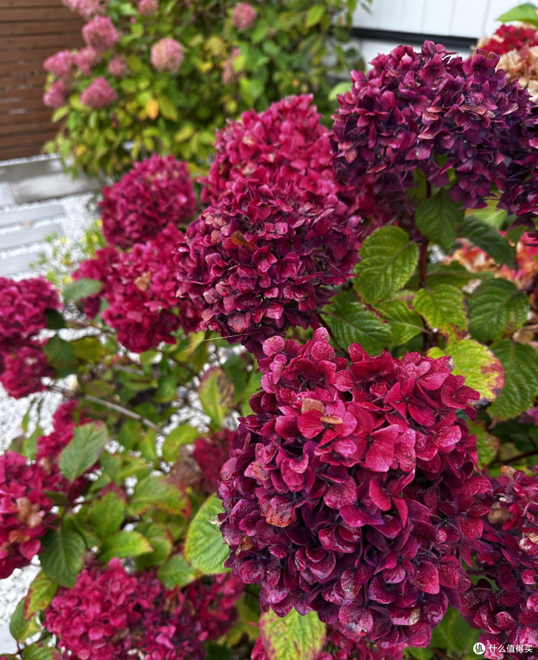 霜降后，赶紧给这几种花“埋一次肥”，越埋长得越好
