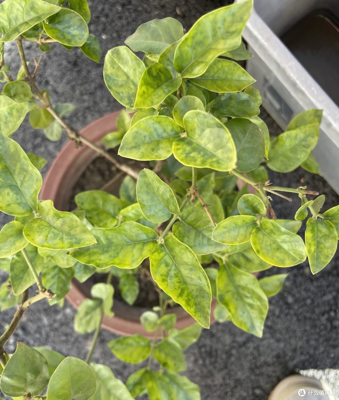 霜降后，赶紧给这几种花“埋一次肥”，越埋长得越好