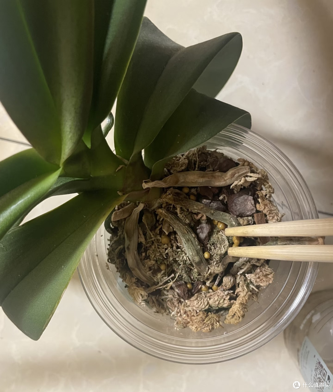 霜降后，赶紧给这几种花“埋一次肥”，越埋长得越好