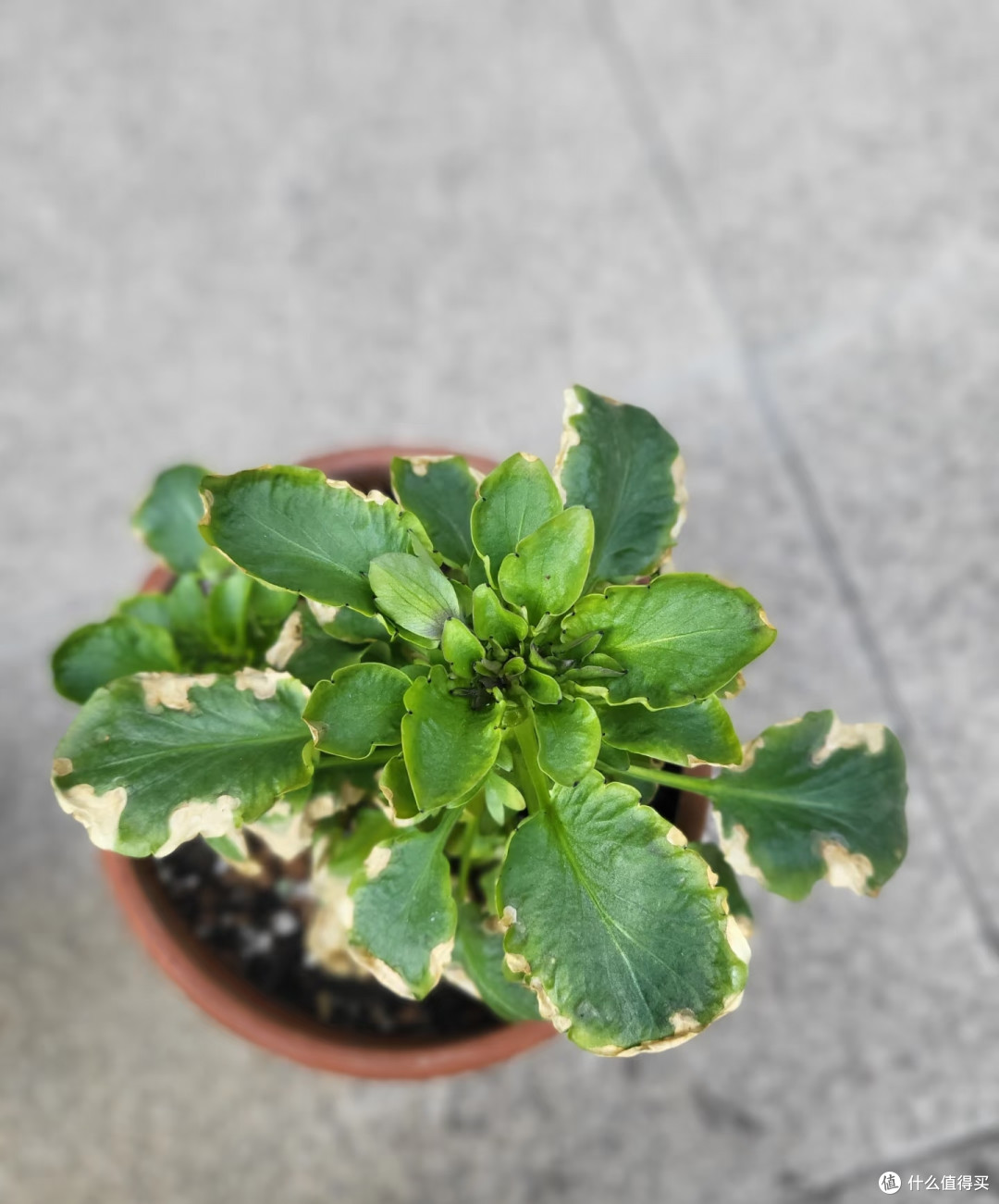 霜降后，赶紧给这几种花“埋一次肥”，越埋长得越好