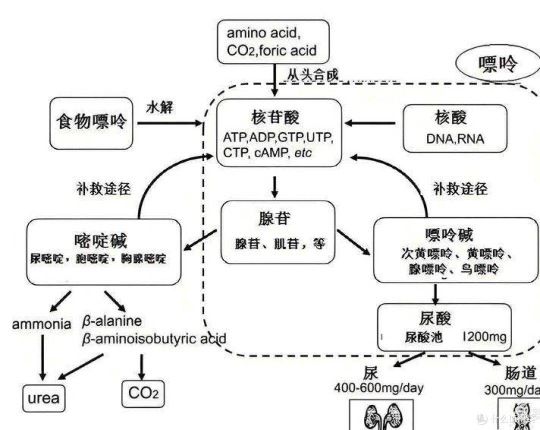 水煮菜控尿酸没用?80%尿酸自身生成,重点是做好排泄,少走弯路
