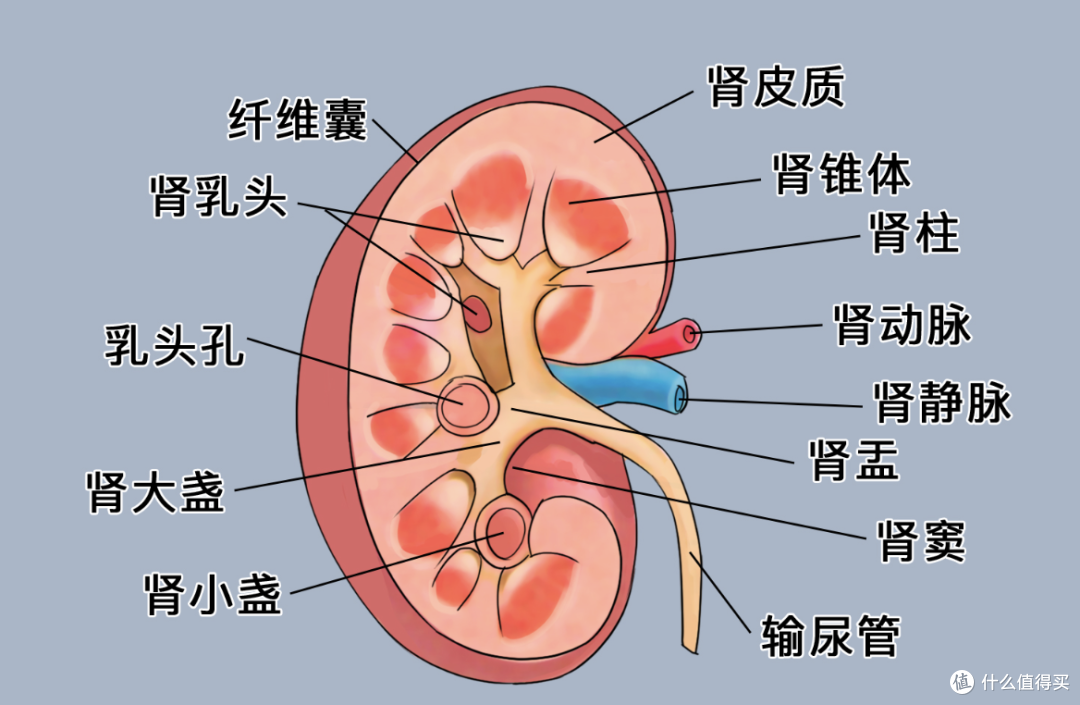 水煮菜控尿酸没用?80%尿酸自身生成,重点是做好排泄,少走弯路