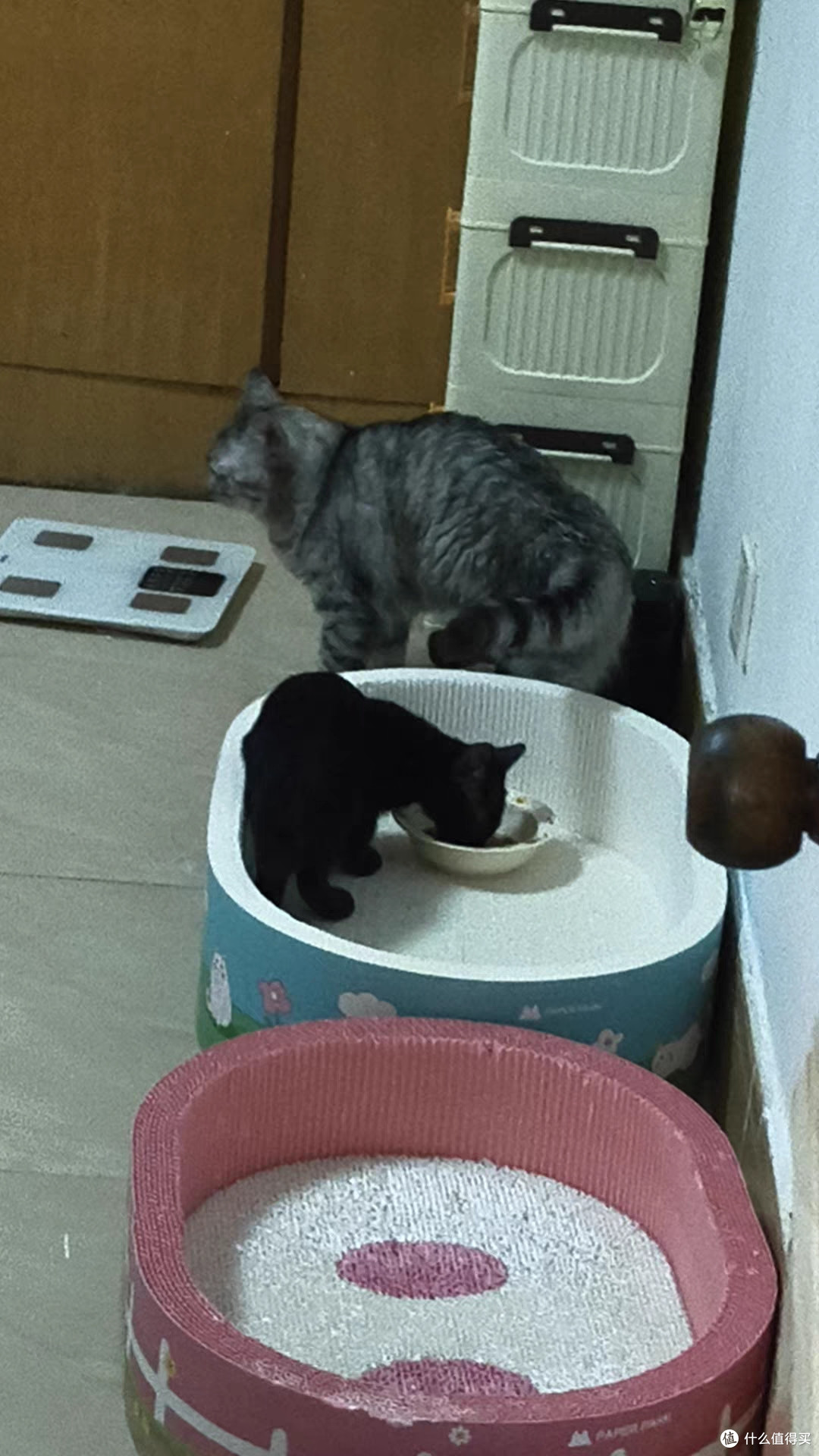 GranataPet 金交菲力餐盒，挑食猫主食湿粮实测