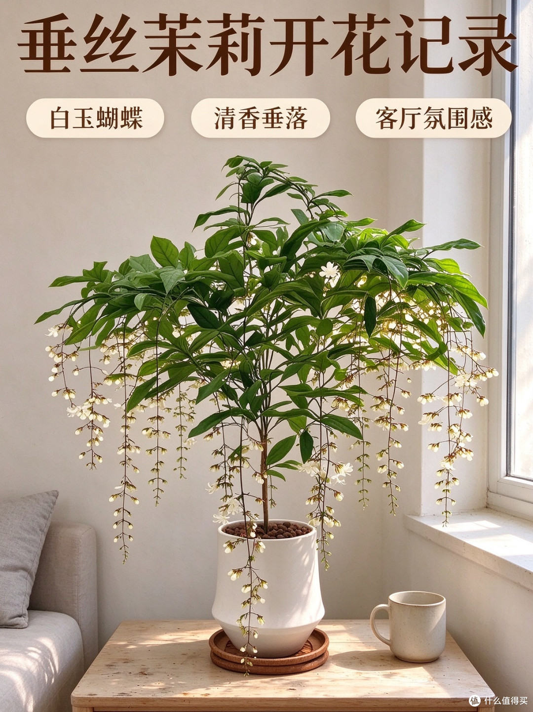 白玉蝴蝶开花垂茉莉，散射光养护省心