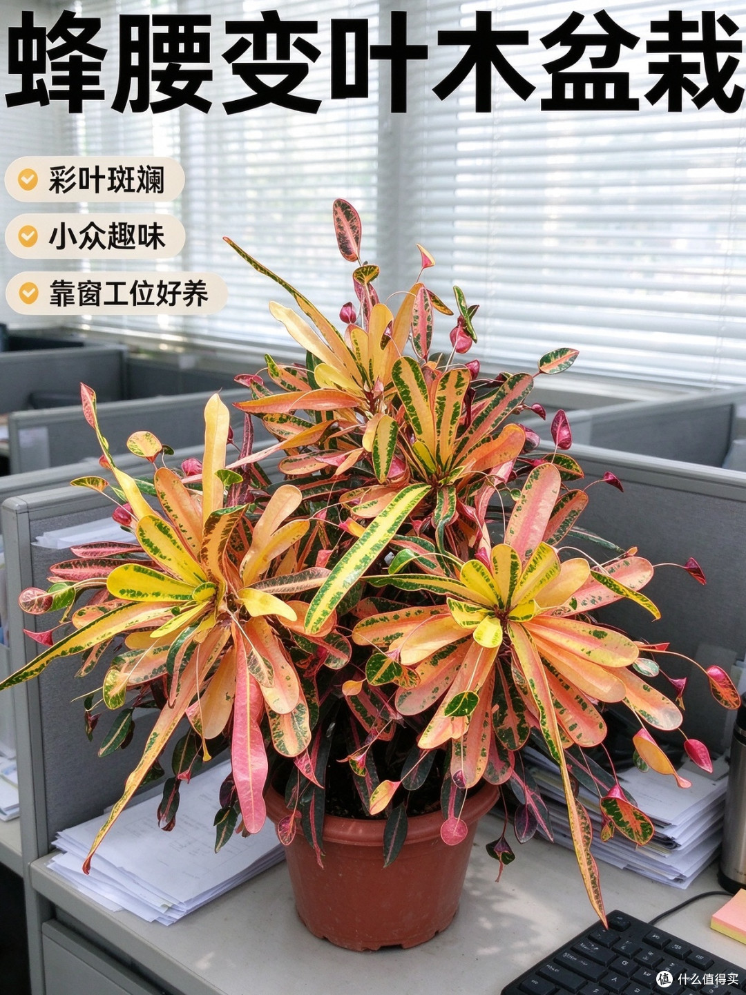 蜂腰变叶木室内桌面盆栽,黄绿叶片造型特别