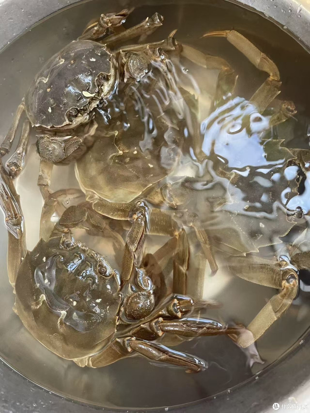缺脚蟹到底值不值,三两母蟹性价比算账