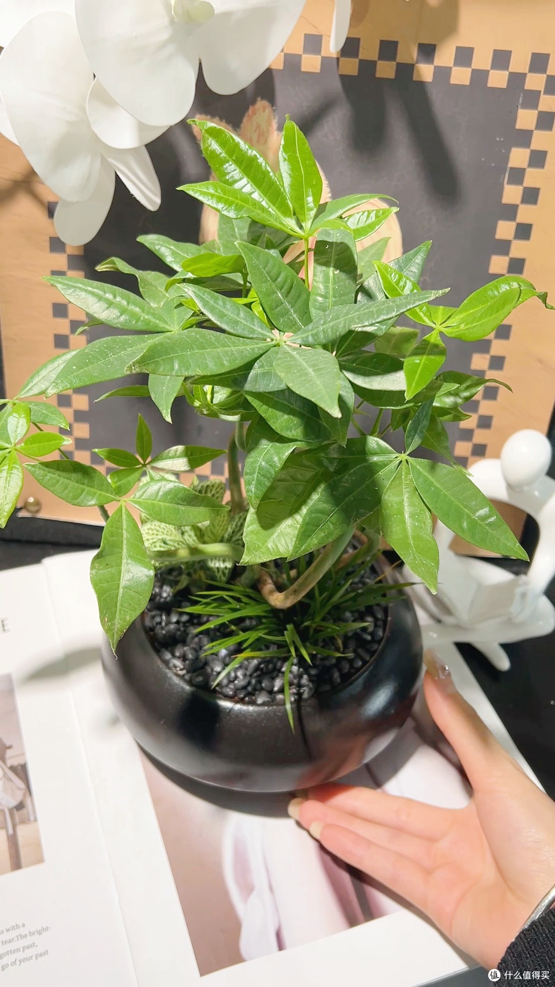 懒人耐阴好养的桌面绿植,浇水不用天天惦记