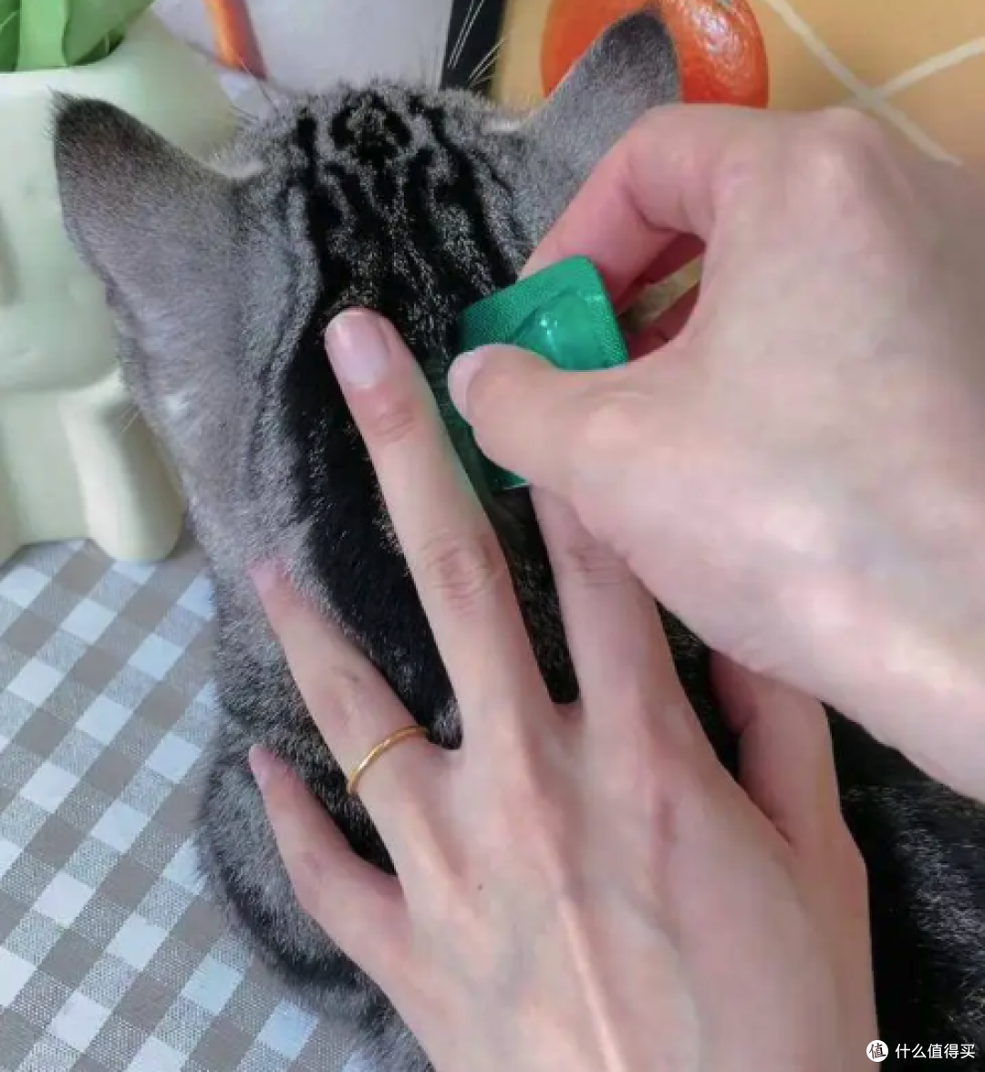 2026犬猫驱虫药怎么选？内外同驱、滴剂喷剂、幼宠跳蚤品牌横评