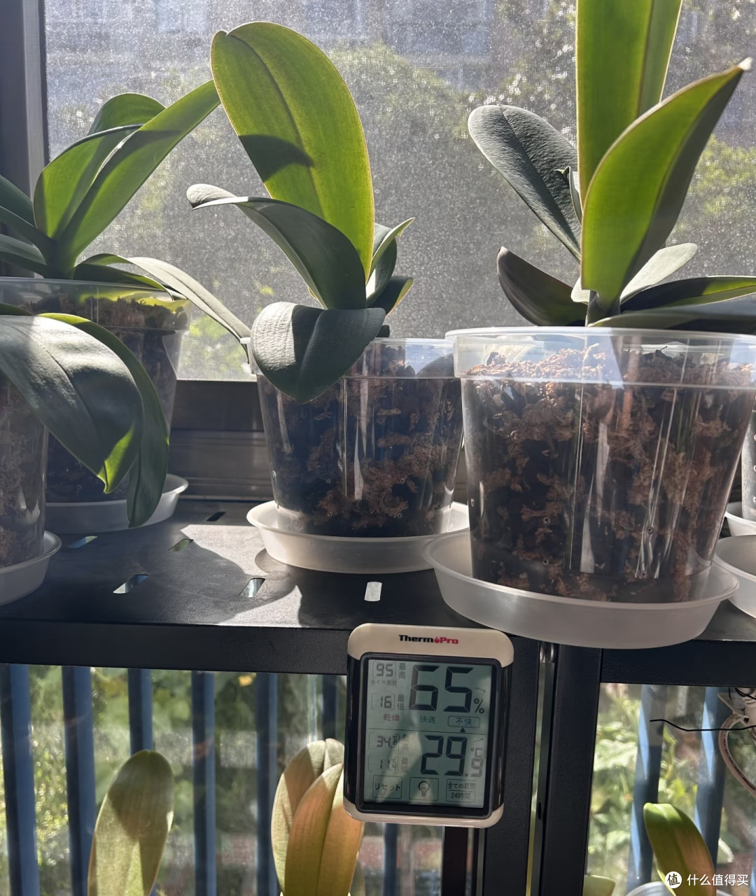 蝴蝶兰温差别乱控!4个“笨方法”,照着做,不烂根、年年开花