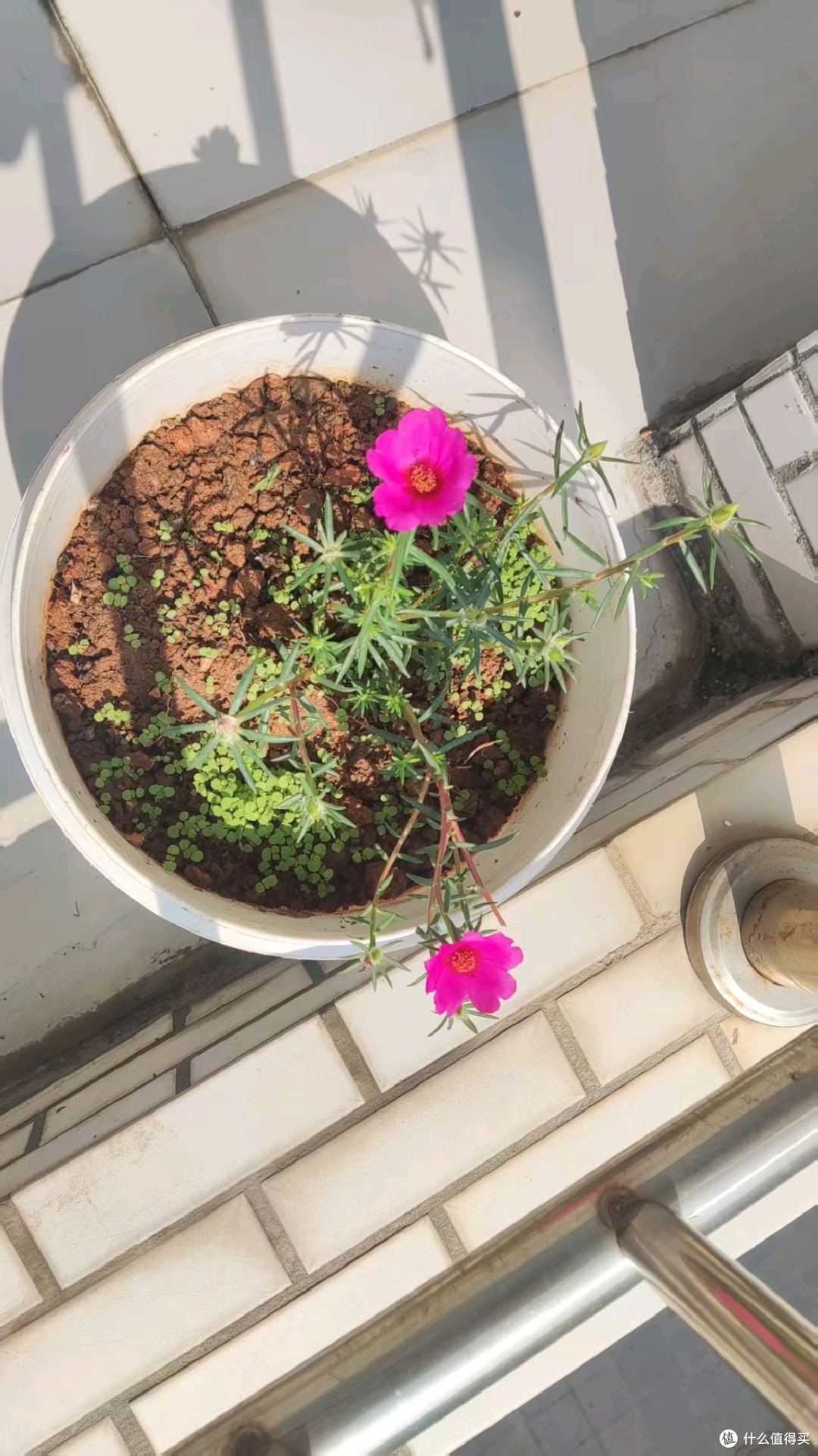 没事，聊聊养太阳花