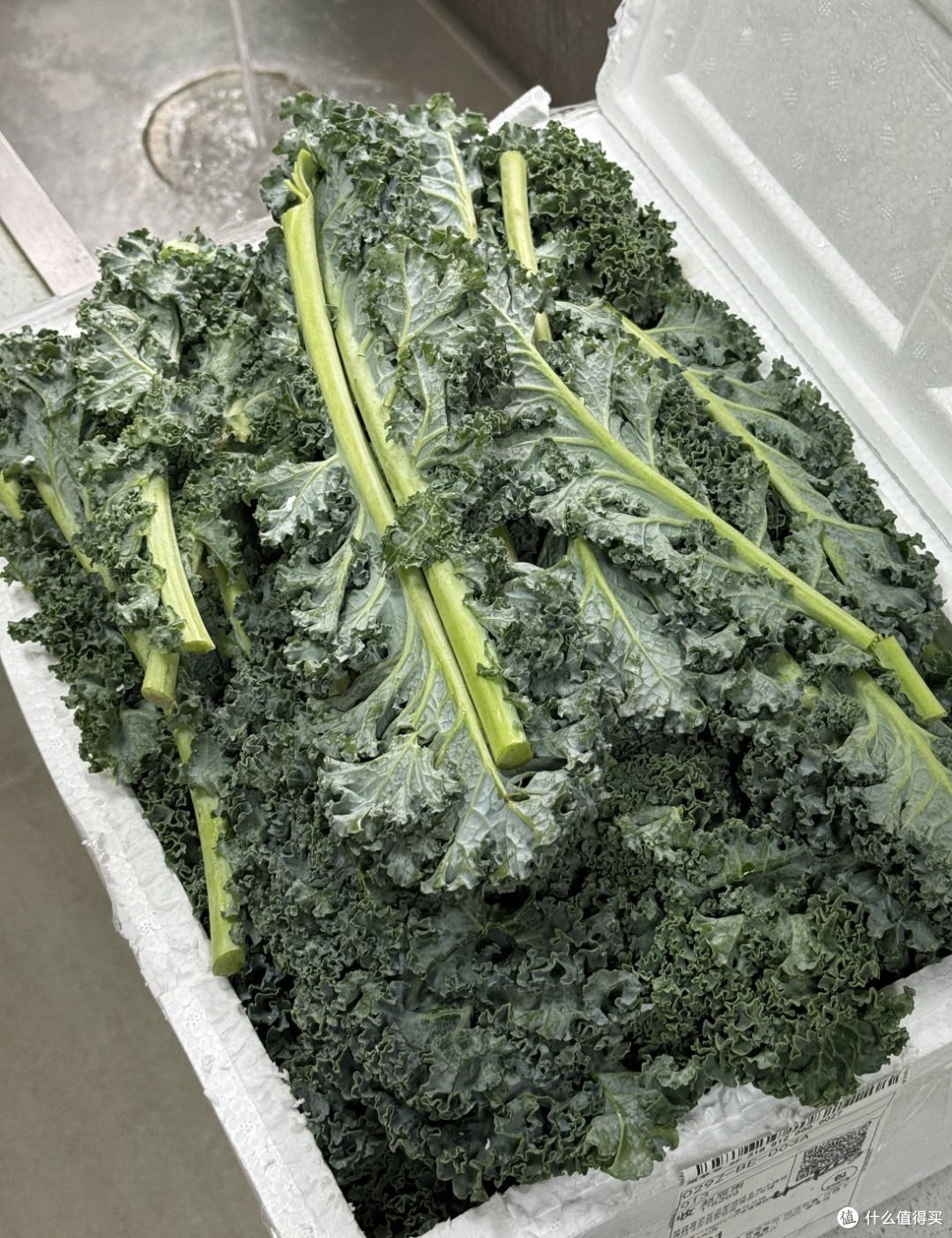 减脂神菜羽衣甘蓝翻车？绕了一圈它还是一棵菜