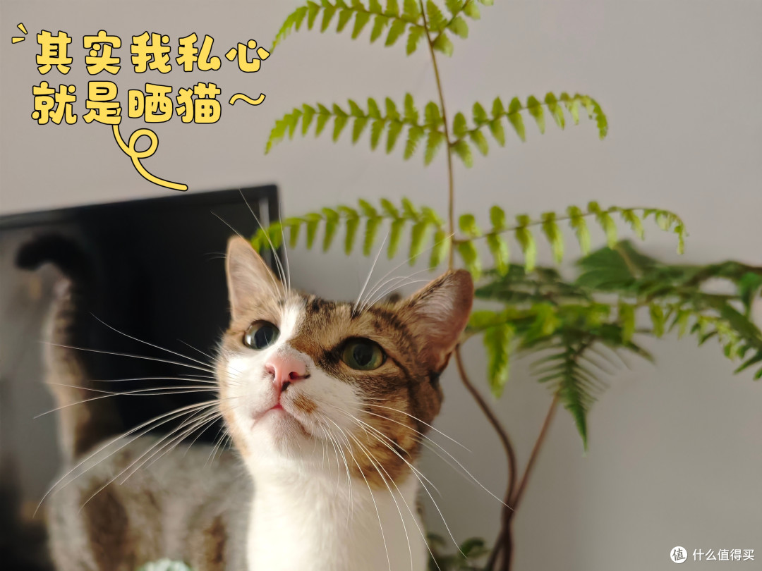 硬核大家谈｜新手上路做硬核作者，认真输出即是答案