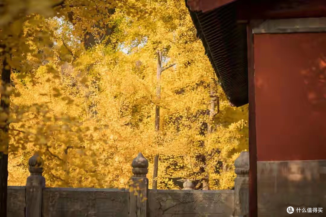 鱼油到手先翻哪一面，从包装到报告顺着看一遍