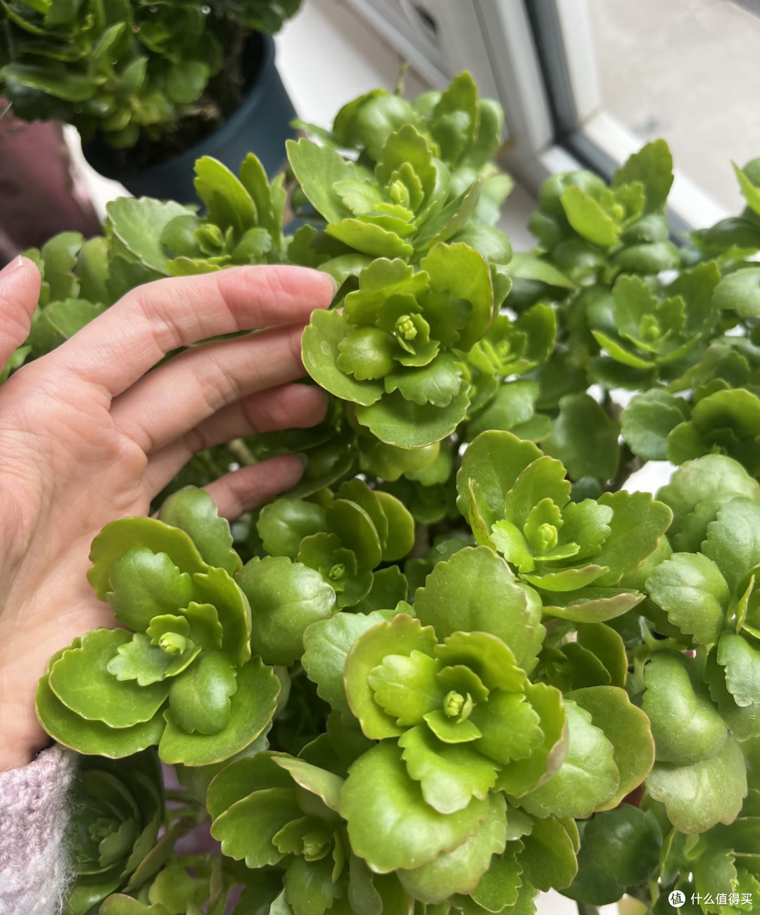 霜降后,修剪这7种花正当时,最快20天冒花苞,不黑杆