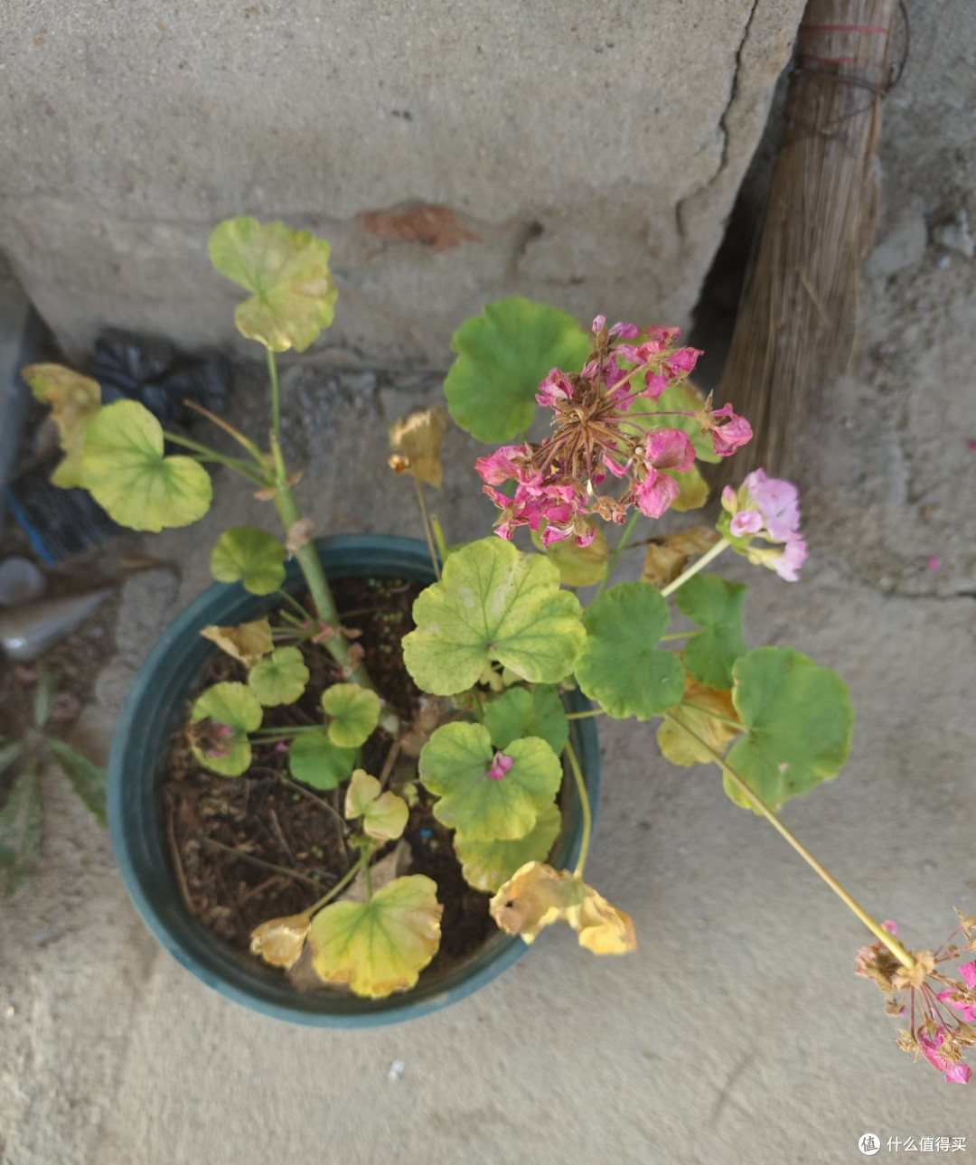 霜降后,修剪这7种花正当时,最快20天冒花苞,不黑杆