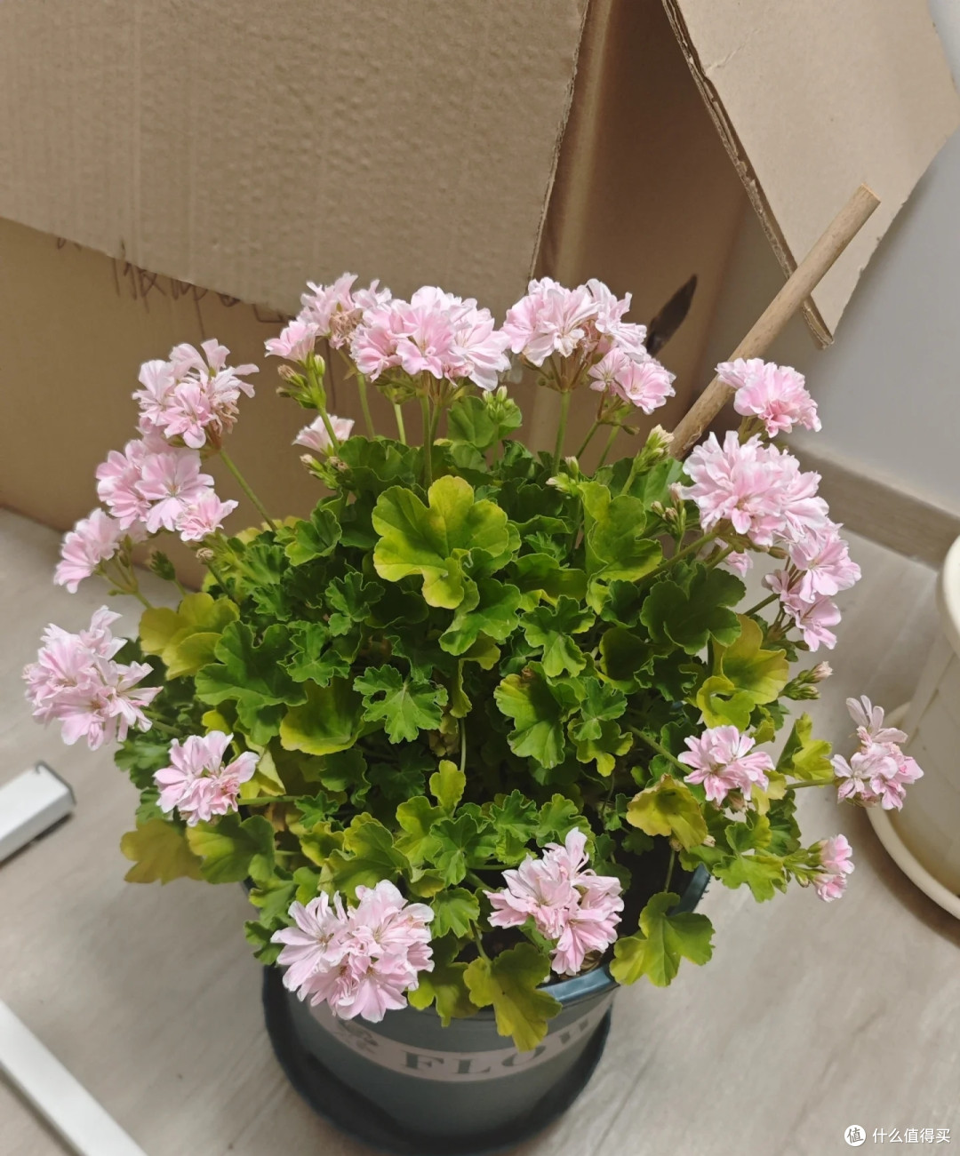 霜降后,修剪这7种花正当时,最快20天冒花苞,不黑杆