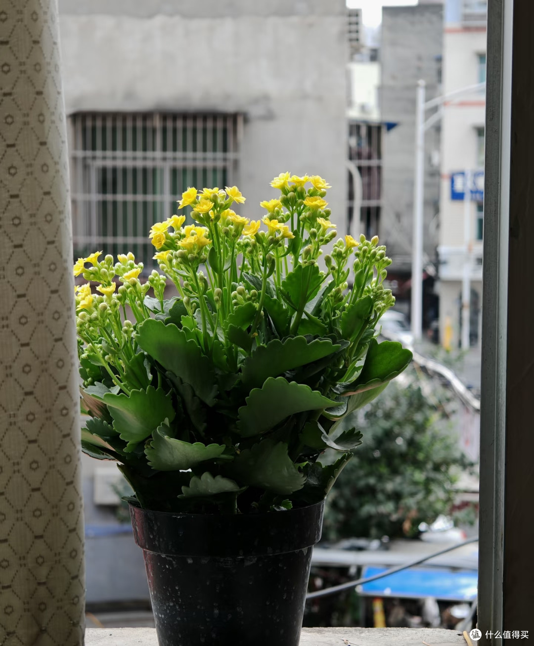 霜降后,修剪这7种花正当时,最快20天冒花苞,不黑杆
