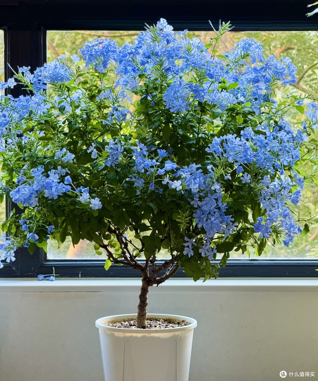 霜降后,修剪这7种花正当时,最快20天冒花苞,不黑杆