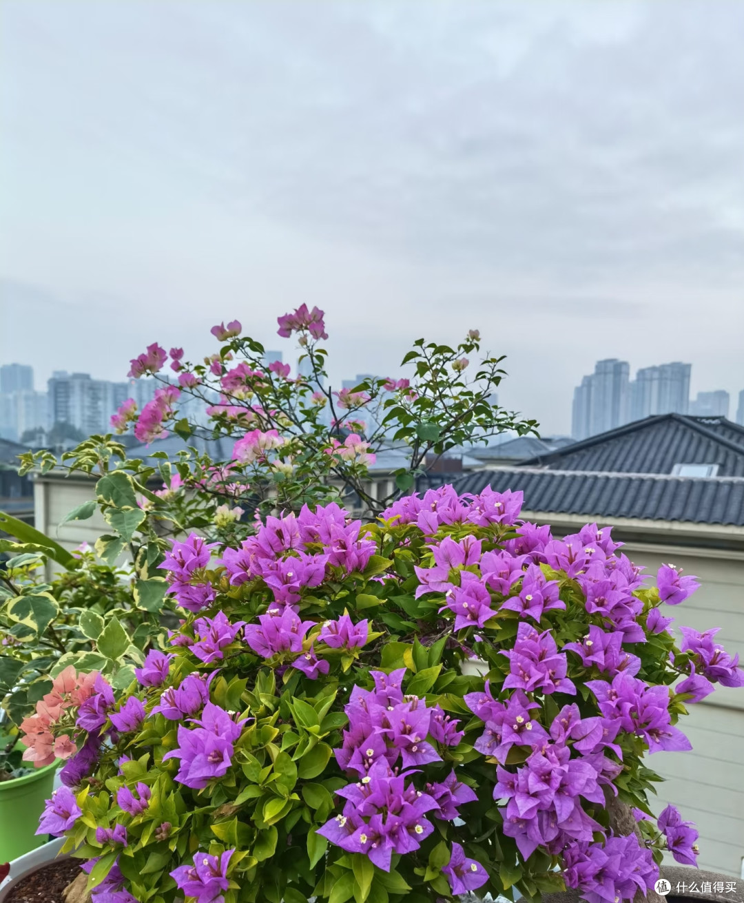 霜降后,修剪这7种花正当时,最快20天冒花苞,不黑杆