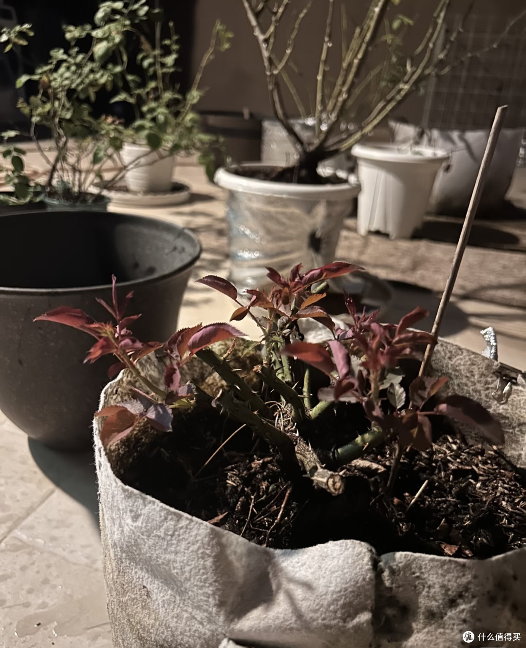 霜降后,修剪这7种花正当时,最快20天冒花苞,不黑杆