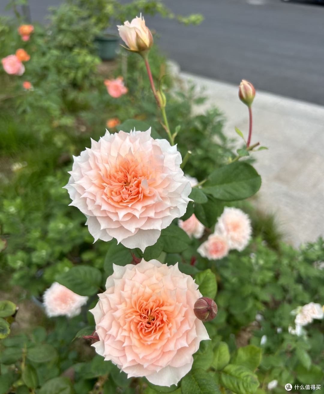 霜降后,修剪这7种花正当时,最快20天冒花苞,不黑杆