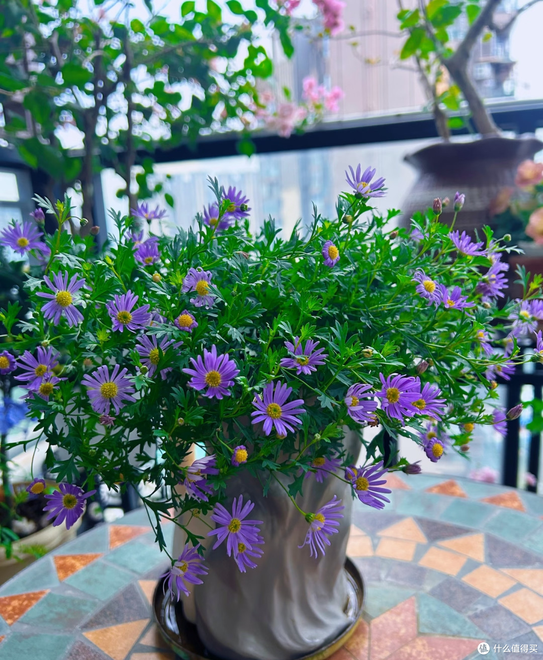 霜降后,修剪这7种花正当时,最快20天冒花苞,不黑杆