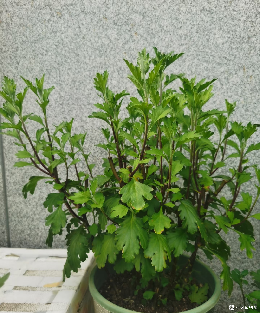 霜降后,修剪这7种花正当时,最快20天冒花苞,不黑杆