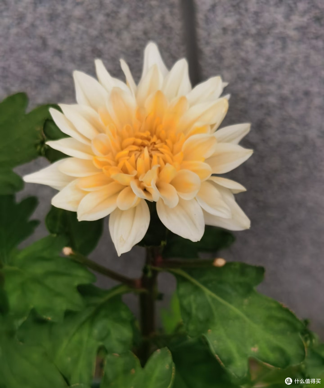 霜降后,修剪这7种花正当时,最快20天冒花苞,不黑杆