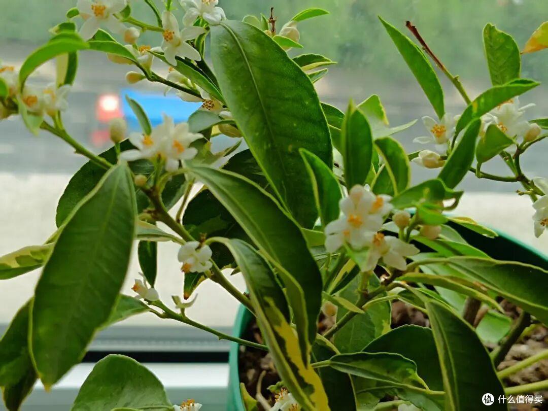 花总僵苗不长?抓好这3点,根系疯长