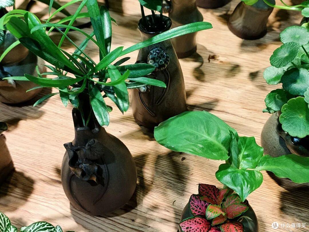 花总僵苗不长?抓好这3点,根系疯长