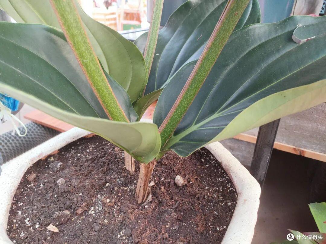 花总僵苗不长?抓好这3点,根系疯长