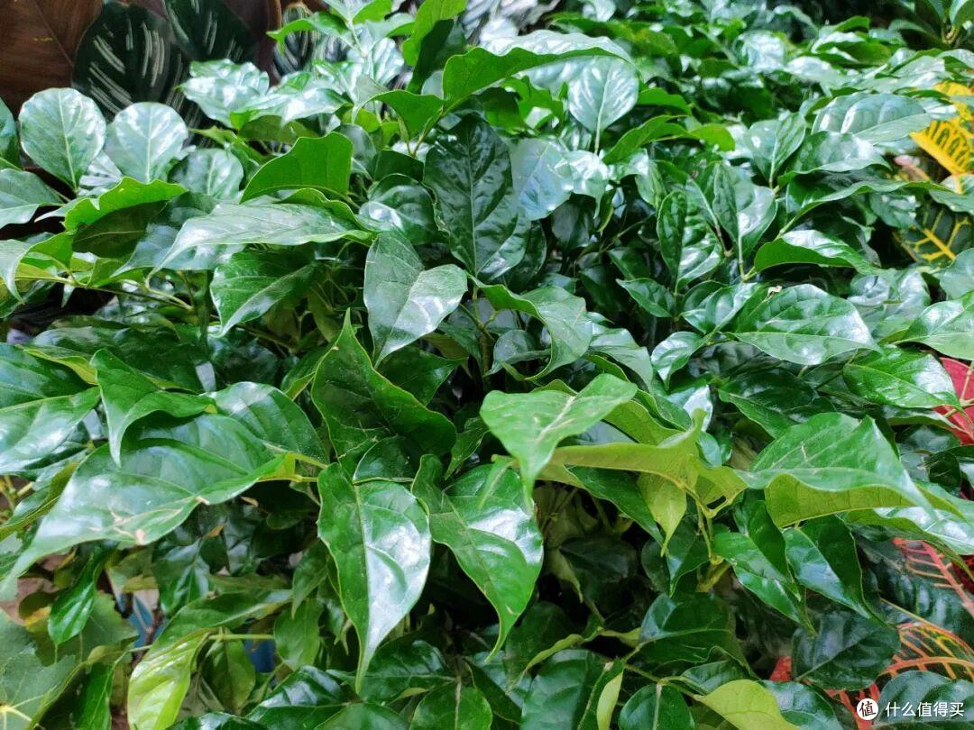 花总僵苗不长?抓好这3点,根系疯长