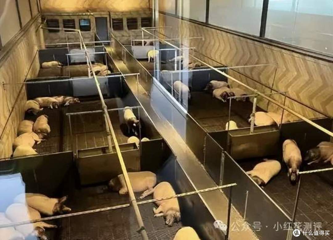 规模化养殖，就保证不了食品安全？双汇翻车竟被这样解读？！