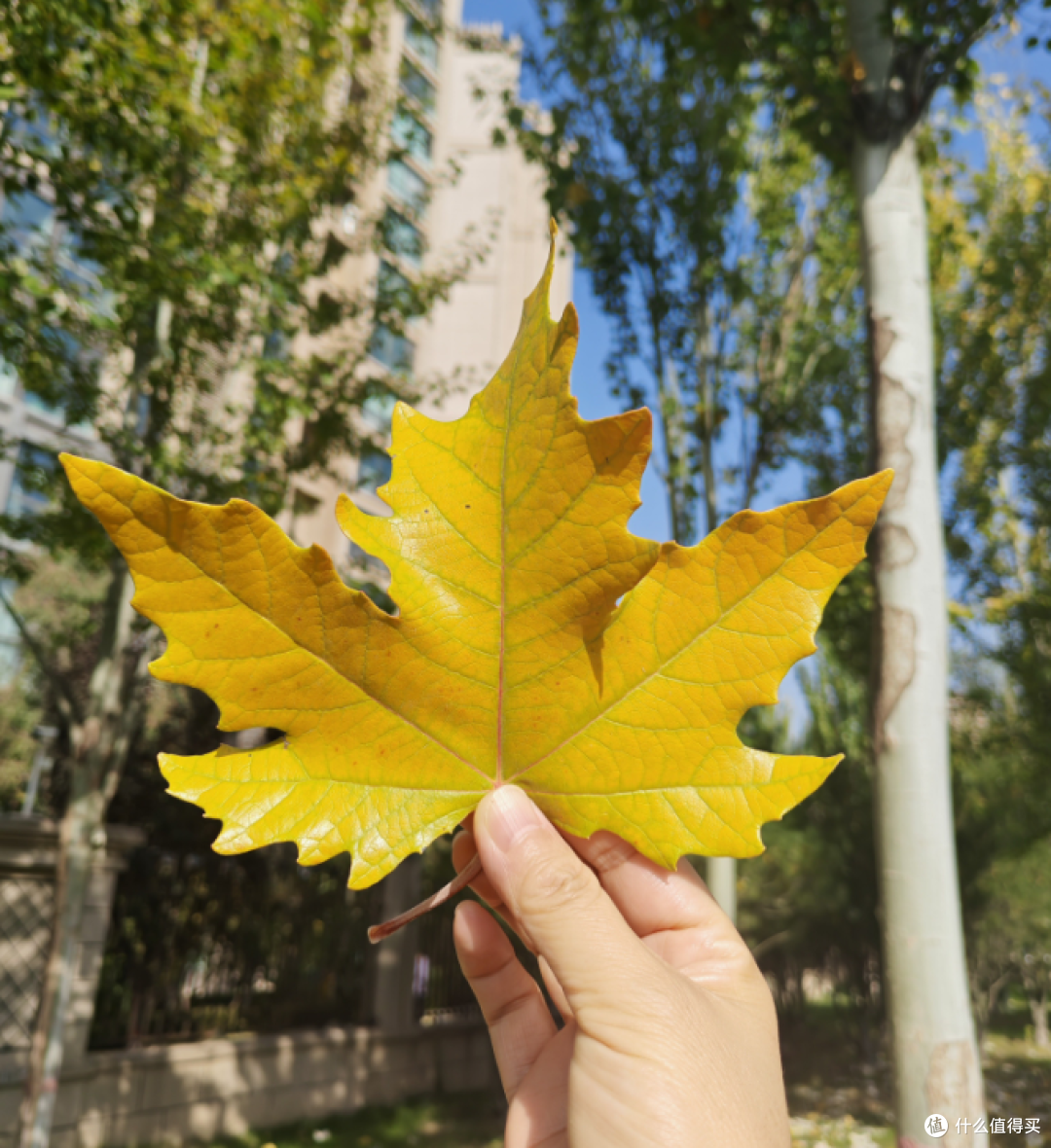 秋日午后遛弯，被红星紫郡的一地落叶绊住了脚 🍂