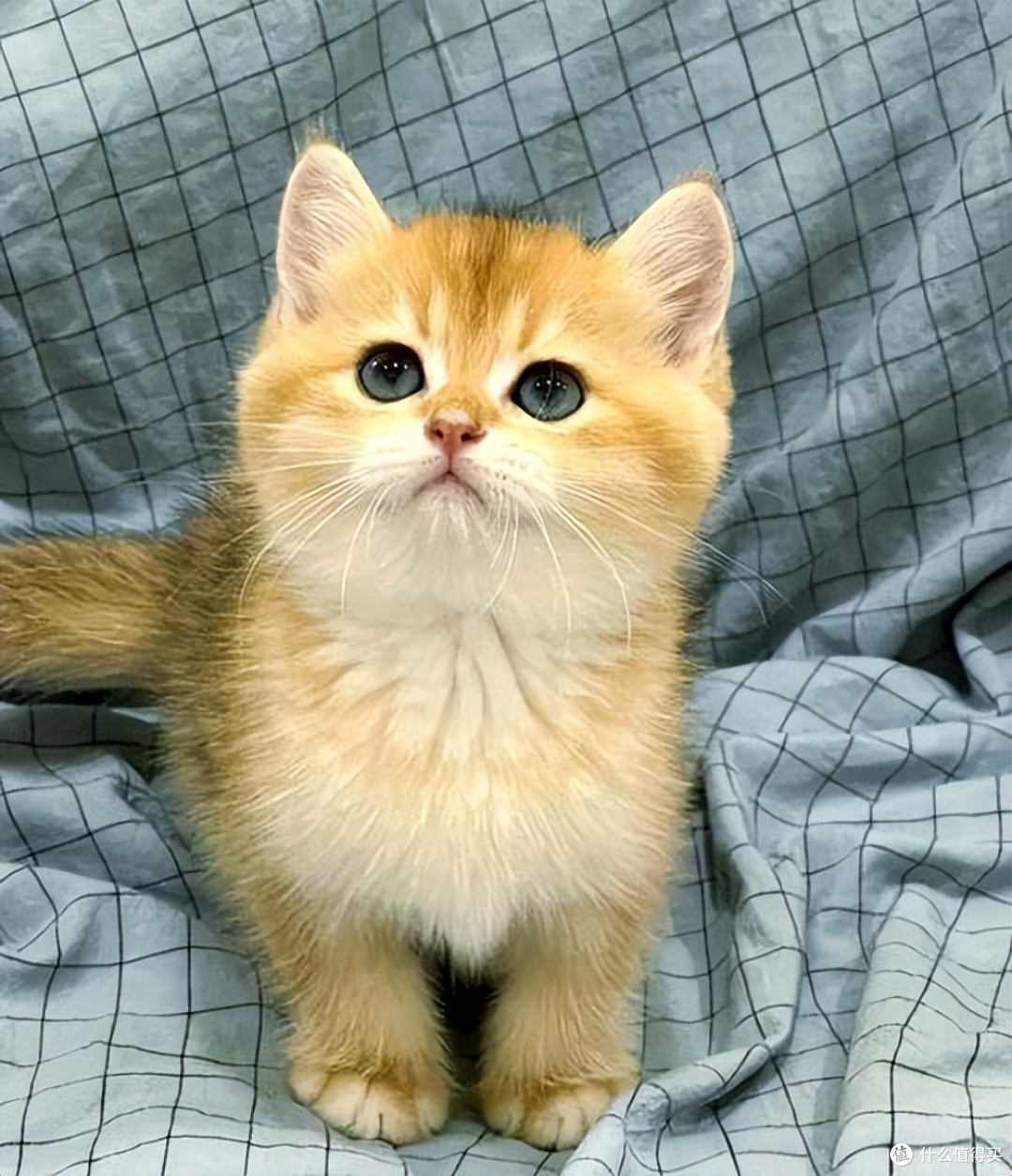 挑食猫吃什么猫粮?双十一高肉适口猫粮选购清单+ FAQ