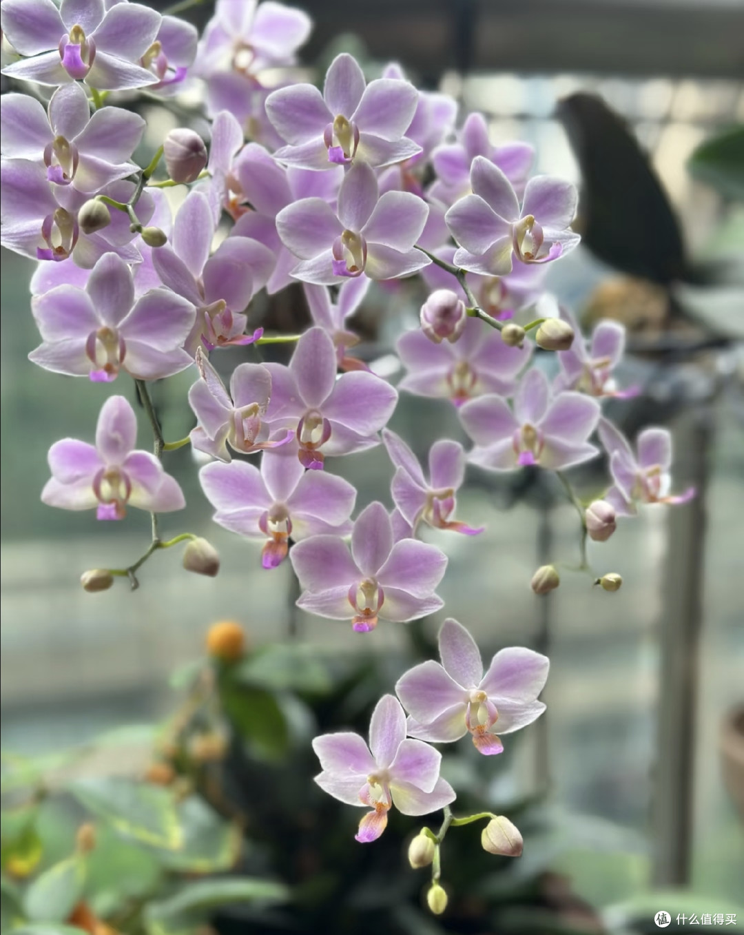 养死的蝴蝶兰，都犯了同一个错！新手掌握这5点，轻松开成花瀑布