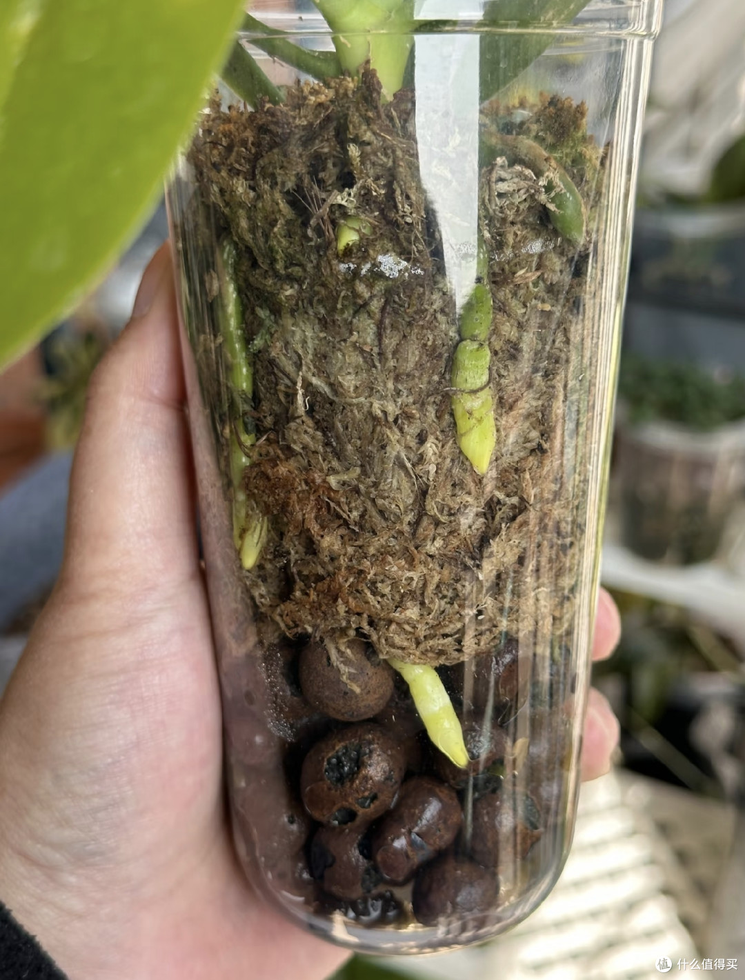养死的蝴蝶兰，都犯了同一个错！新手掌握这5点，轻松开成花瀑布