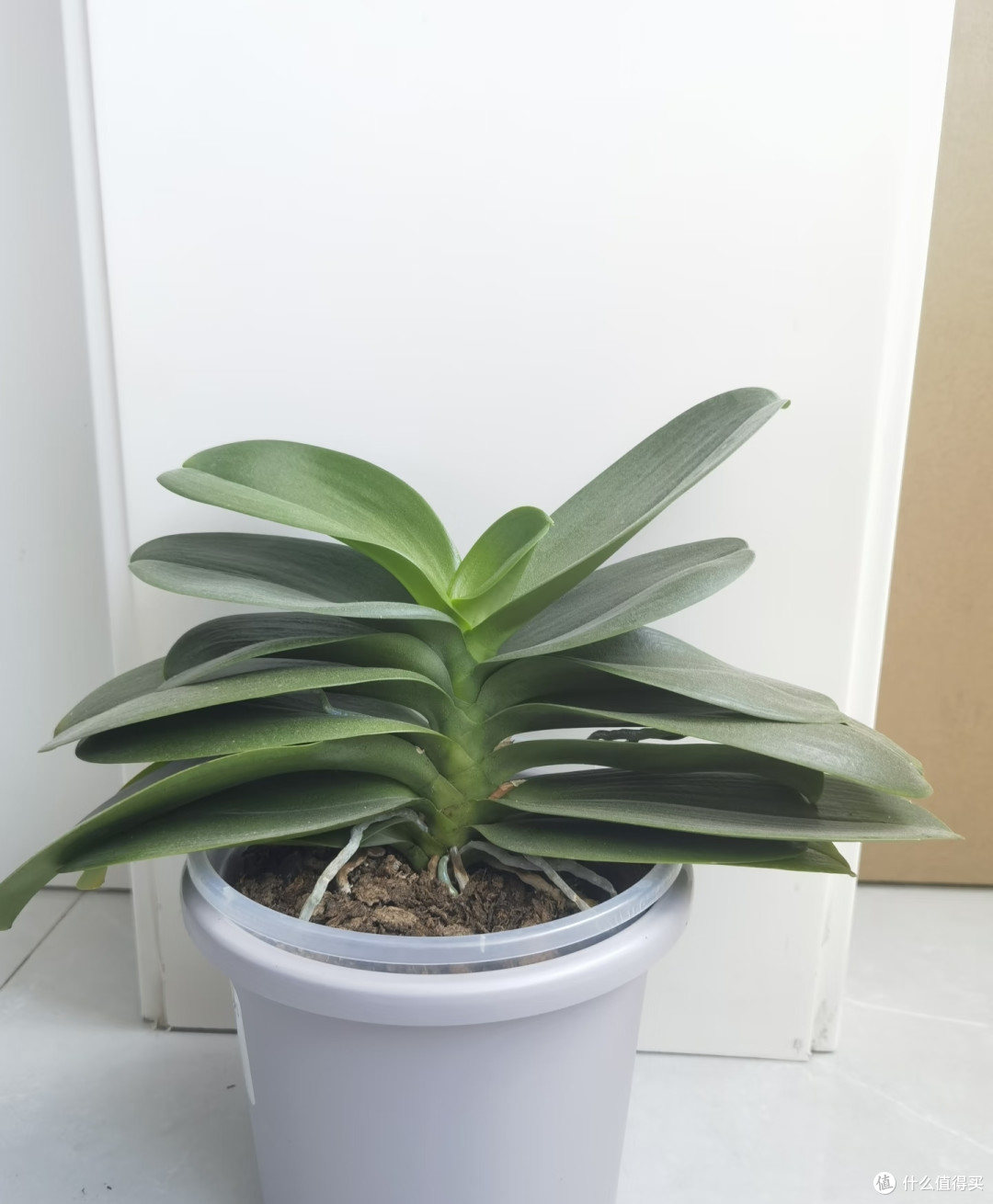养死的蝴蝶兰，都犯了同一个错！新手掌握这5点，轻松开成花瀑布