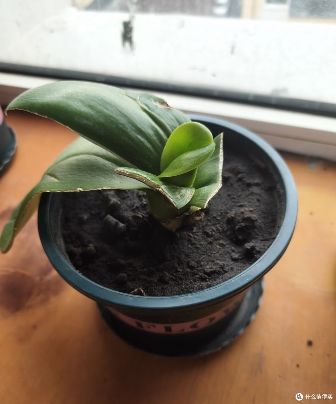 养死的蝴蝶兰，都犯了同一个错！新手掌握这5点，轻松开成花瀑布